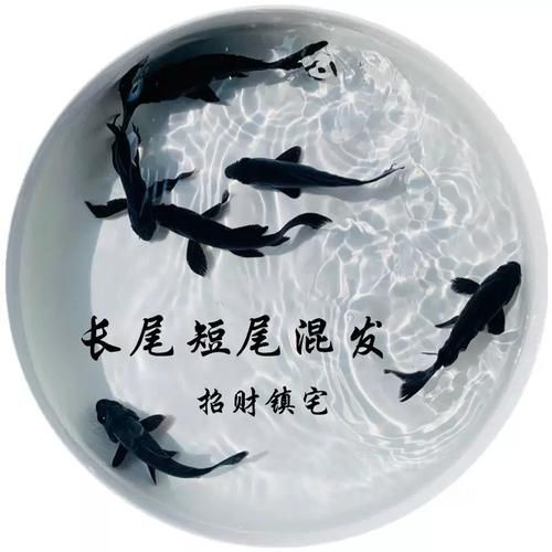 極品龍鳳黑錦鯉圖片：aipharow純種黑色龍鳳錦鯉高清圖片展示