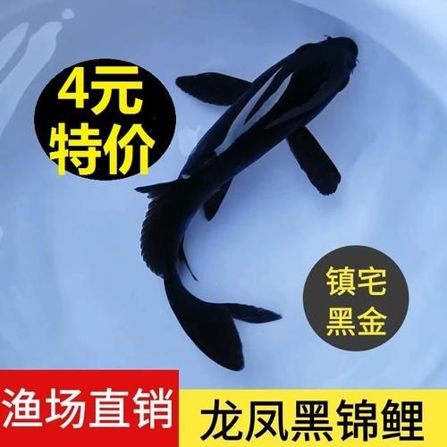 極品龍鳳黑錦鯉圖片：aipharow純種黑色龍鳳錦鯉高清圖片展示