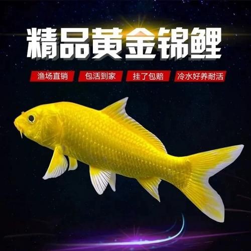 極品龍鳳黑錦鯉圖片：aipharow純種黑色龍鳳錦鯉高清圖片展示