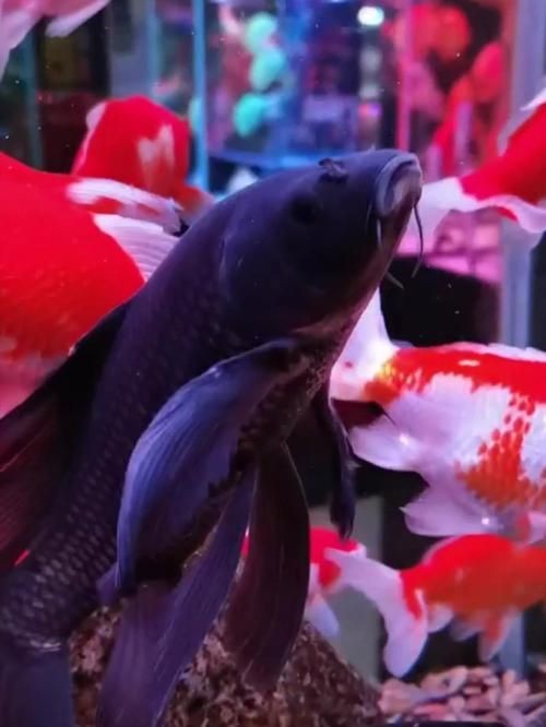 極品龍鳳黑錦鯉圖片：aipharow純種黑色龍鳳錦鯉高清圖片展示