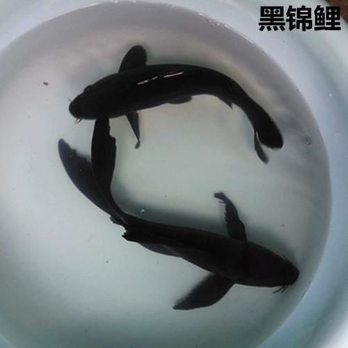 極品龍鳳黑錦鯉圖片：aipharow純種黑色龍鳳錦鯉高清圖片展示