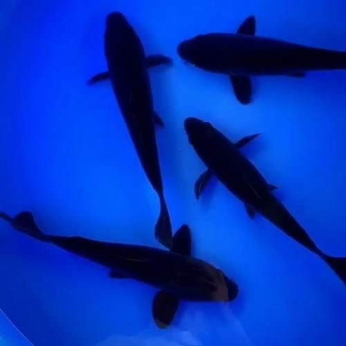極品龍鳳黑錦鯉圖片：aipharow純種黑色龍鳳錦鯉高清圖片展示