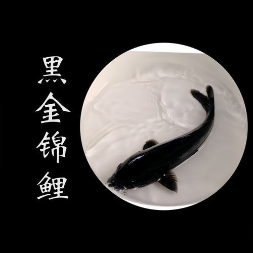 極品龍鳳黑錦鯉圖片：aipharow純種黑色龍鳳錦鯉高清圖片展示