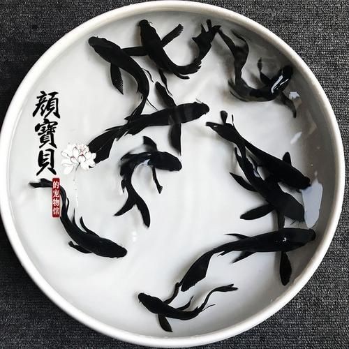 極品龍鳳黑錦鯉圖片：aipharow純種黑色龍鳳錦鯉高清圖片展示