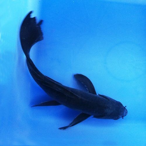 極品龍鳳黑錦鯉圖片：aipharow純種黑色龍鳳錦鯉高清圖片展示
