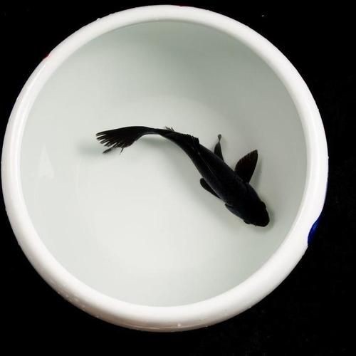 極品龍鳳黑錦鯉圖片：aipharow純種黑色龍鳳錦鯉高清圖片展示