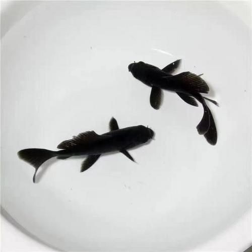 極品龍鳳黑錦鯉圖片：aipharow純種黑色龍鳳錦鯉高清圖片展示