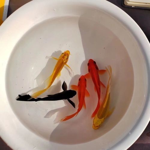 極品龍鳳黑錦鯉圖片：aipharow純種黑色龍鳳錦鯉高清圖片展示