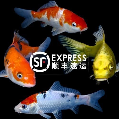 極品龍鳳黑錦鯉圖片：aipharow純種黑色龍鳳錦鯉高清圖片展示