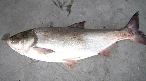 海鰱魚的功效與作用：海鰱魚的功效與作用朱明煒鰱魚的功效與作用