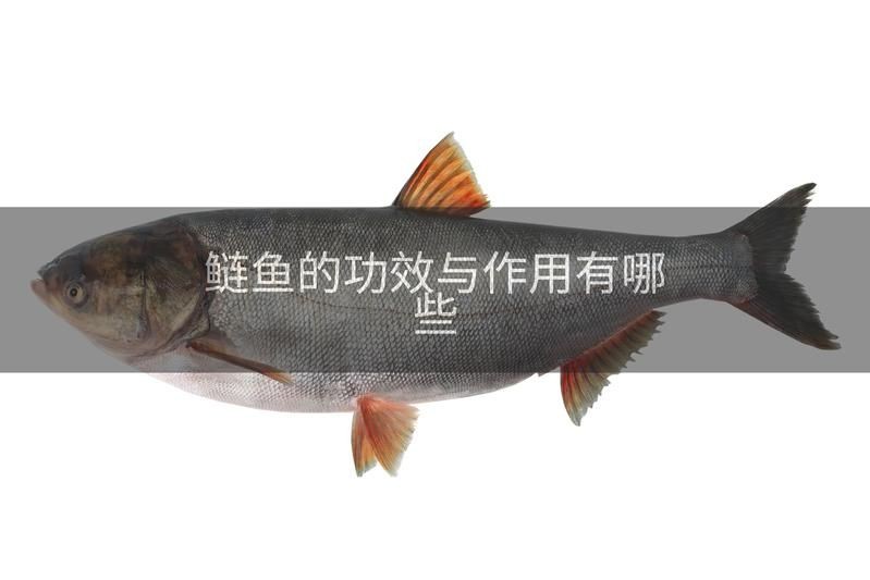 海鰱魚的功效與作用：海鰱魚的功效與作用朱明煒鰱魚的功效與作用