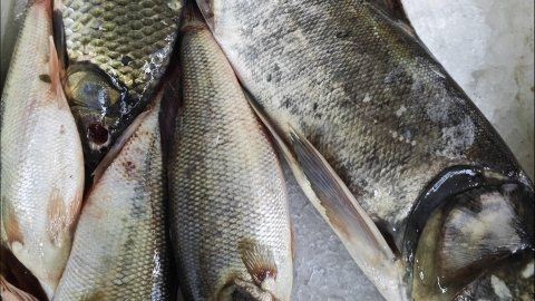 海鰱魚的功效與作用：海鰱魚的功效與作用朱明煒鰱魚的功效與作用