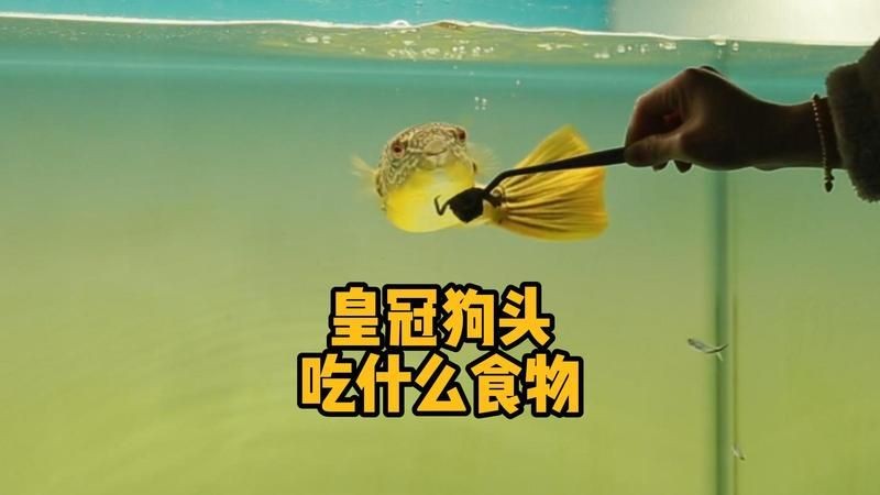 皇冠魚吃什么長得快：紅尾皇冠魚快速生長需結(jié)合科學(xué)喂養(yǎng)與科學(xué)管理
