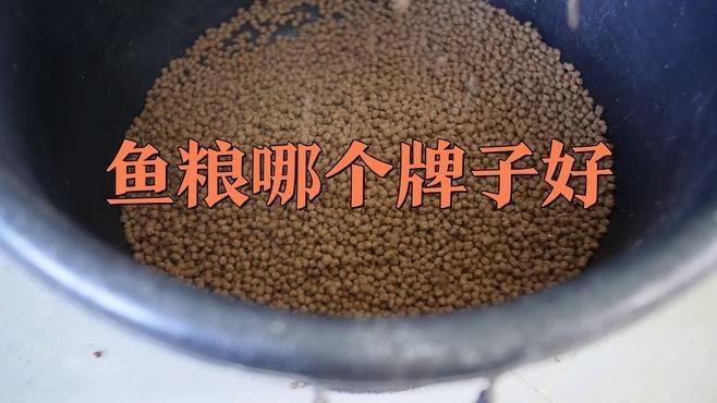 國產魚飼料哪個牌子好：國產魚飼料市場競爭日益激烈哪些公司榜上有名