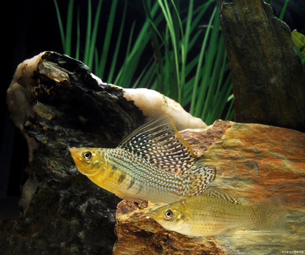 金魚一天吃幾粒魚食：金魚每日所需喂食量調整體型、年齡、水溫及活動狀態