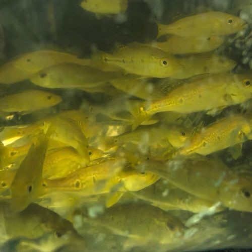 龍魚鱗片缺口復發怎么辦，魚鱗片缺口的復發問題是一個常見的養護難題