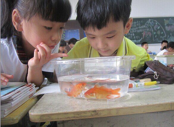 金魚用鰓呼吸嗎：如何判斷金魚的健康狀況