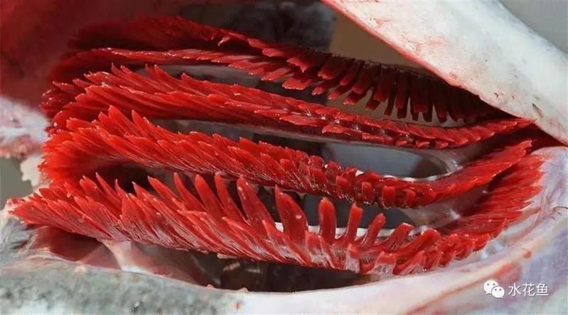 金魚用鰓呼吸嗎：如何判斷金魚的健康狀況