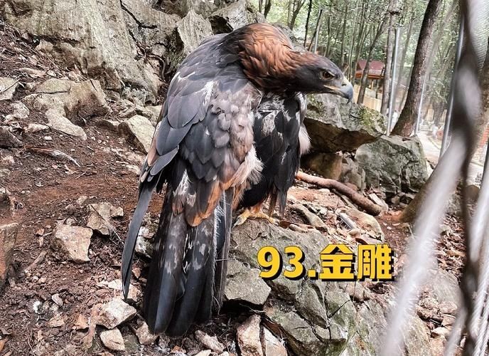 金雕大全圖片：《金雕大全圖片》圖片帶你認識“猛禽之王”金雕