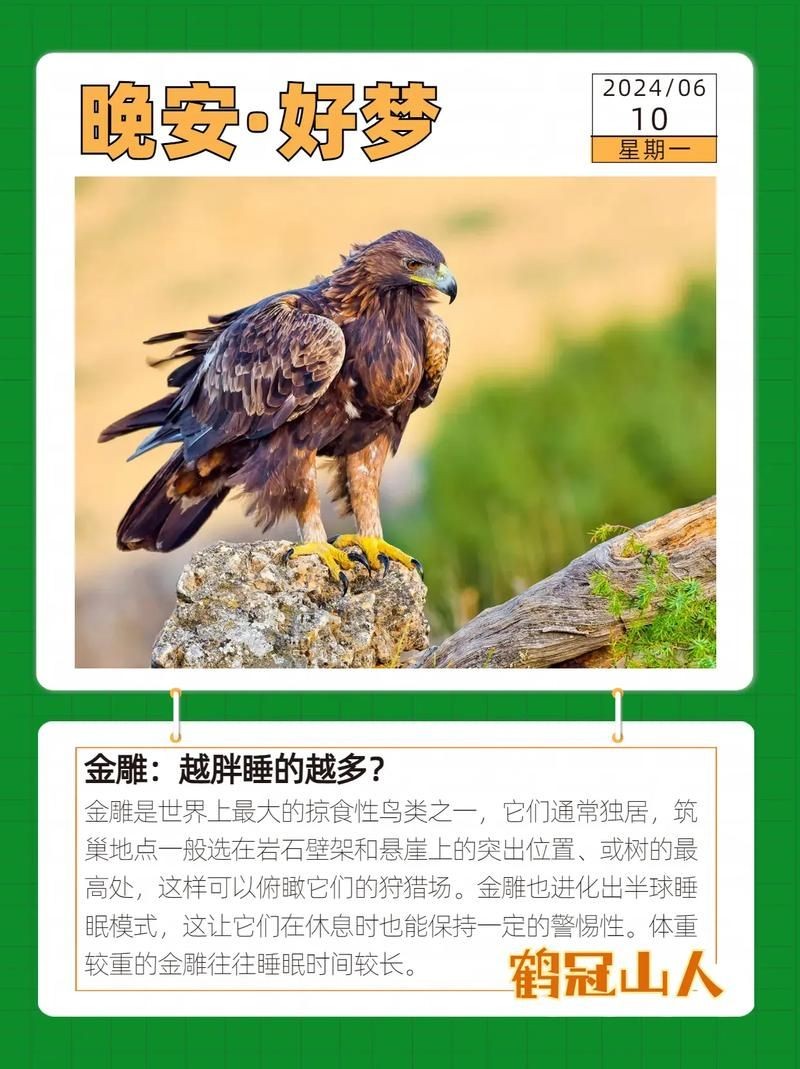 金雕大全圖片：《金雕大全圖片》圖片帶你認識“猛禽之王”金雕