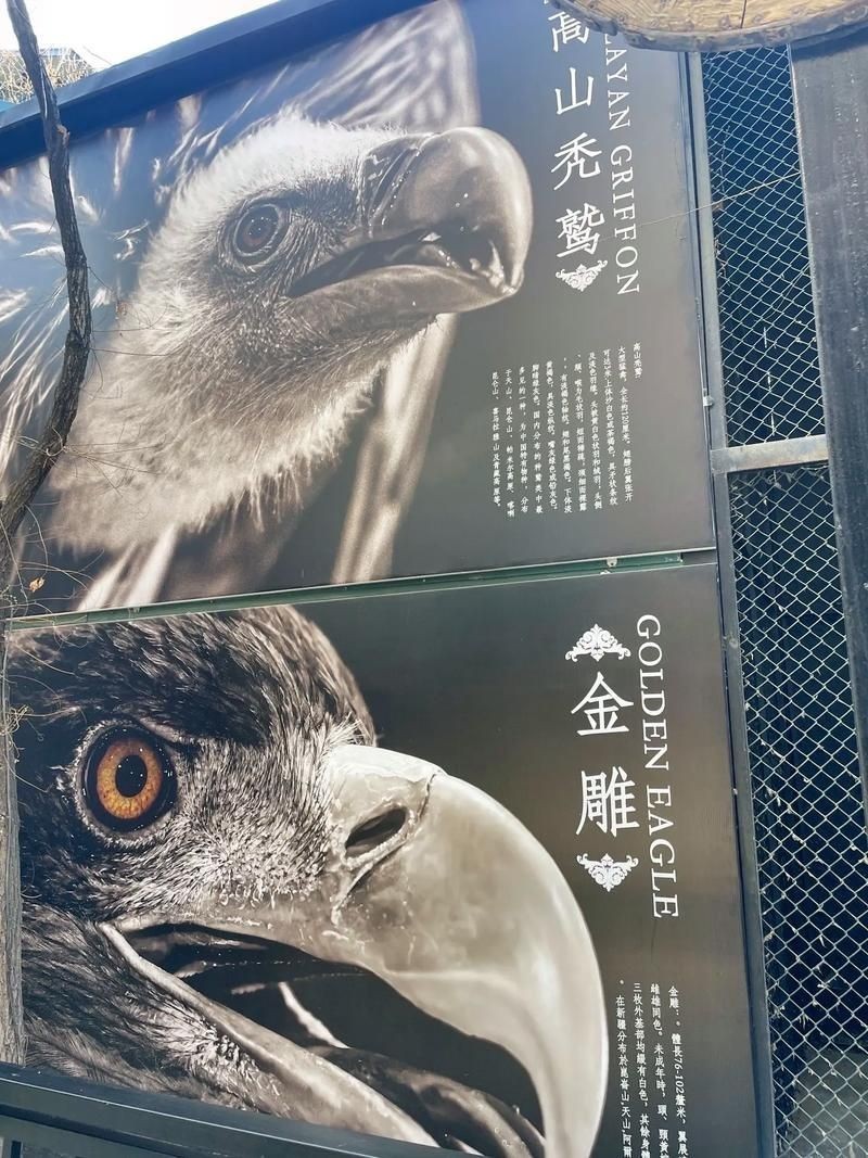 金雕大全圖片：《金雕大全圖片》圖片帶你認識“猛禽之王”金雕