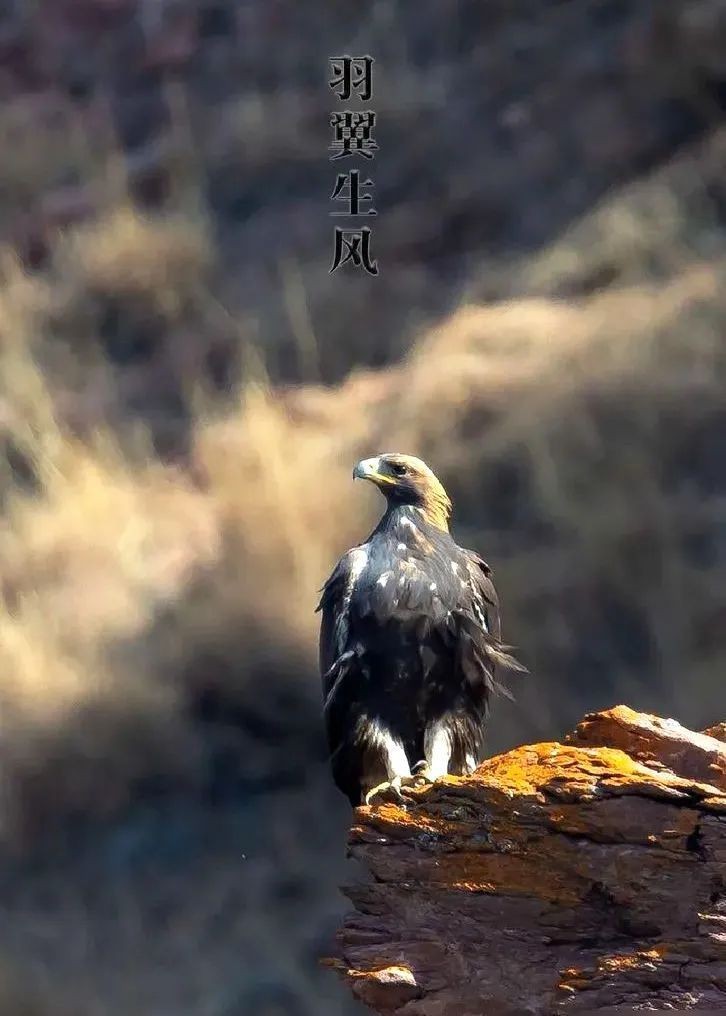 金雕大全圖片：《金雕大全圖片》圖片帶你認識“猛禽之王”金雕