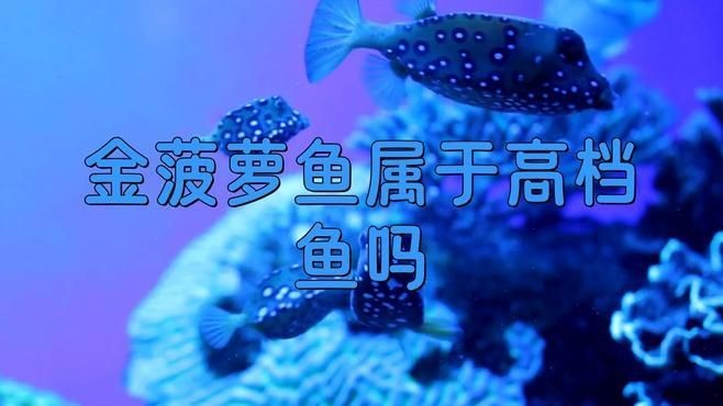 金菠蘿魚是什么品種：廣東人超愛的金菠蘿魚，你嘗過嗎