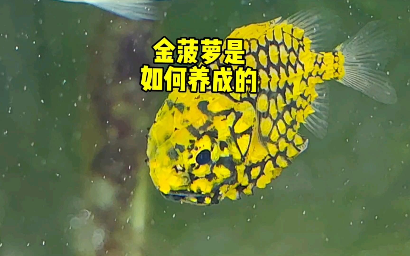 金菠蘿魚是什么品種：廣東人超愛的金菠蘿魚，你嘗過嗎