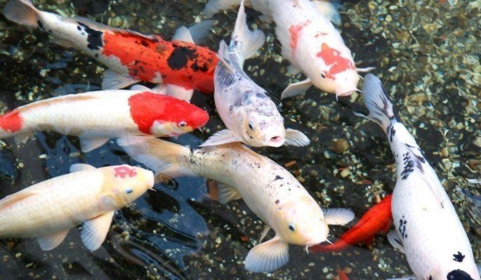 金魚是什么樣的：金魚形態與特征