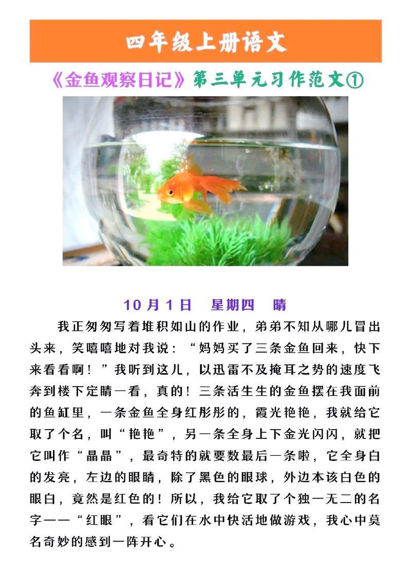 金魚是什么樣的：金魚形態與特征