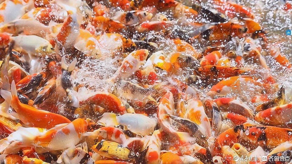 慶陽水族批發市場：慶陽市水族批發市場
