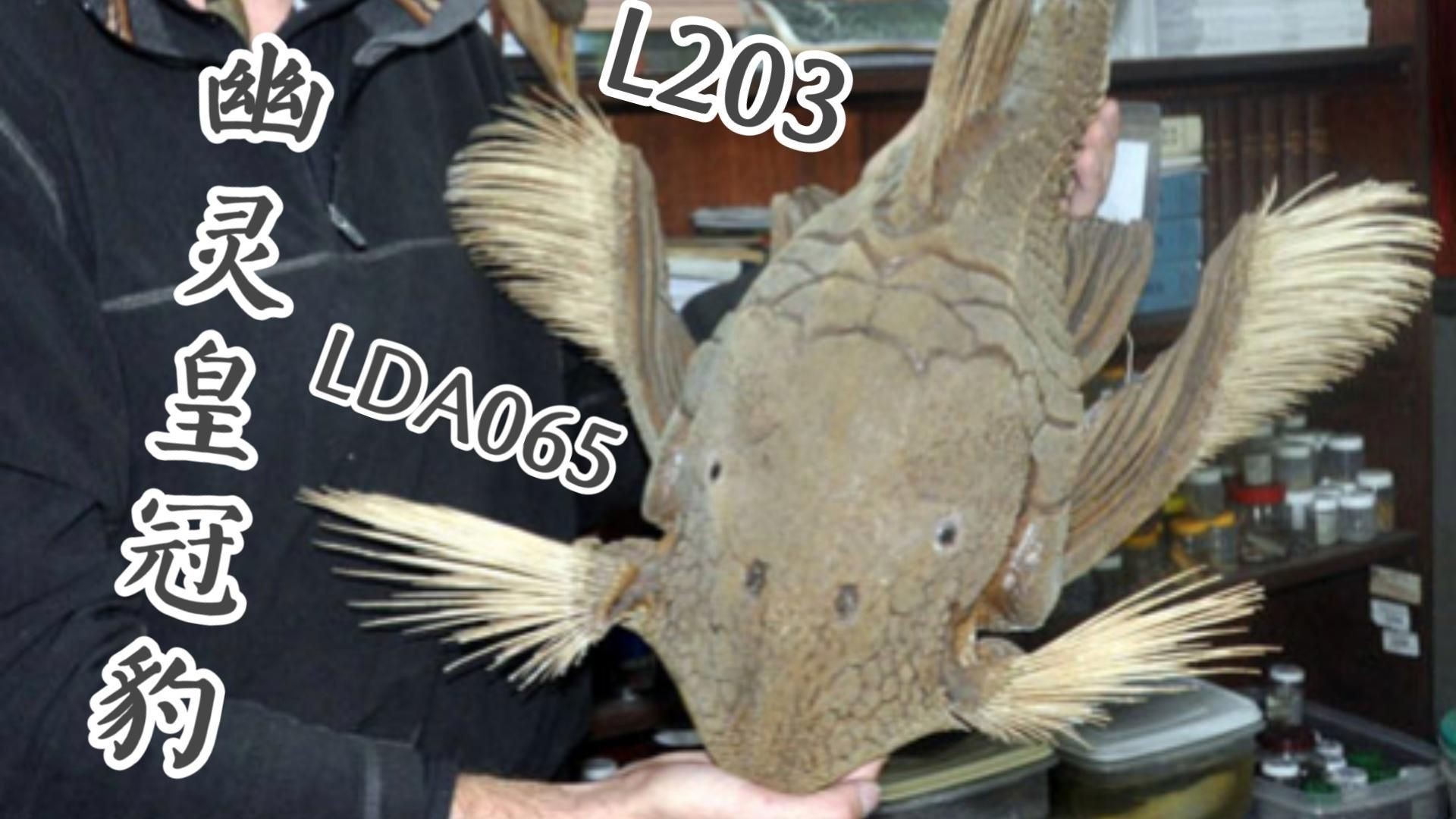 皇冠豹異型魚品種大全:皇冠豹異型魚 龍魚論壇 第16張 皇冠豹異型魚品種大全:皇冠豹異型魚 皇冠豹異型魚品種大全:皇冠豹異型魚 龍魚論壇 第16張