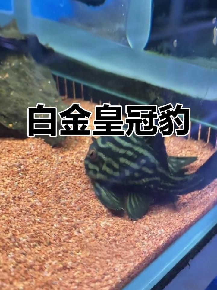 皇冠豹異型魚品種大全:皇冠豹異型魚 龍魚論壇 第11張 皇冠豹異型魚品種大全:皇冠豹異型魚 皇冠豹異型魚品種大全:皇冠豹異型魚 龍魚論壇 第11張