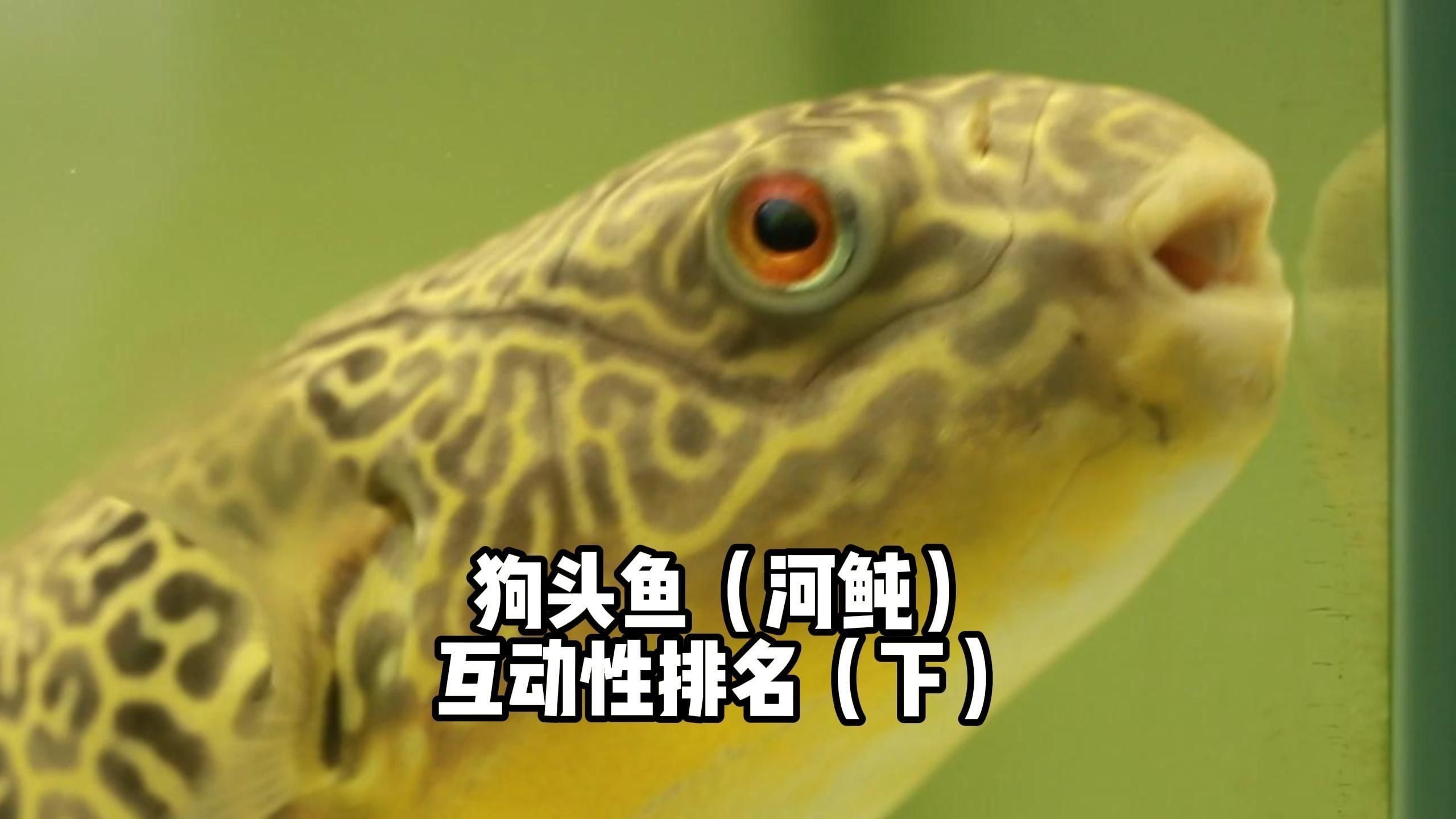 狗頭魚品種有哪些：常見狗頭魚品種介紹與飼養技巧