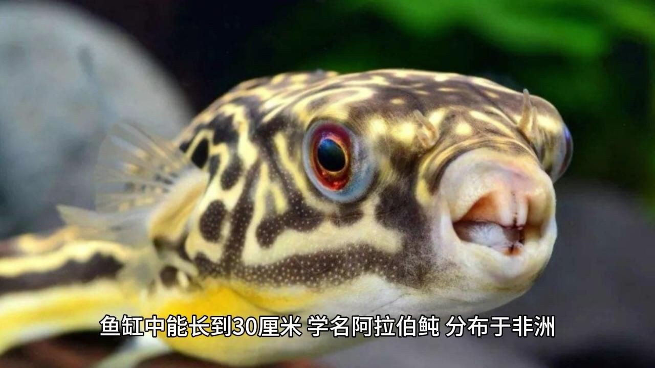 狗頭魚品種有哪些：常見狗頭魚品種介紹與飼養技巧