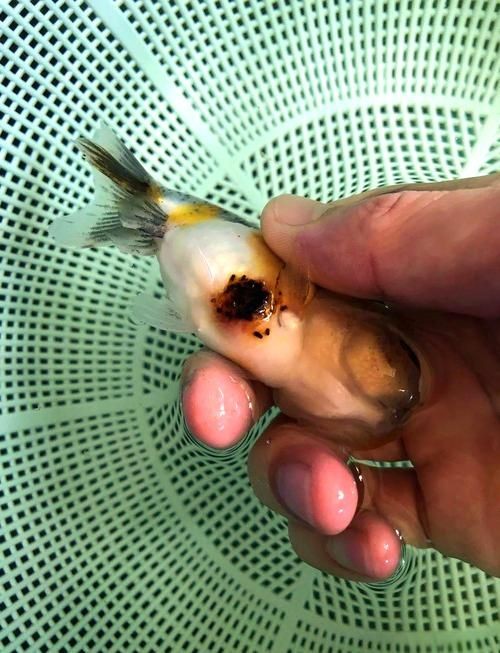 金魚爛尾巴潰爛圖片：金魚常見的“爛尾巴”病癥結合典型潰爛癥狀圖片展開解析
