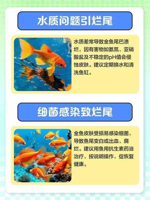 金魚爛尾巴潰爛圖片：金魚常見的“爛尾巴”病癥結合典型潰爛癥狀圖片展開解析