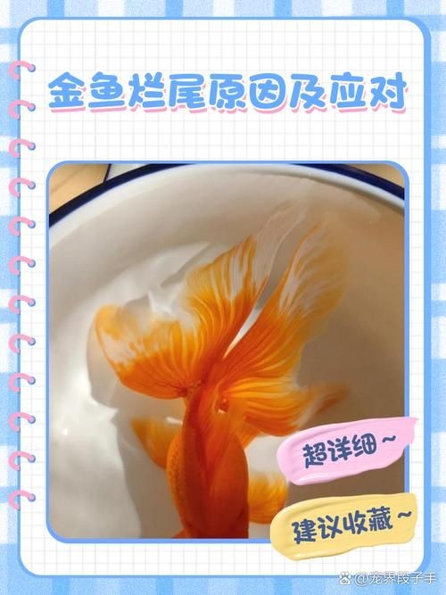 金魚爛尾巴潰爛圖片：金魚常見的“爛尾巴”病癥結合典型潰爛癥狀圖片展開解析