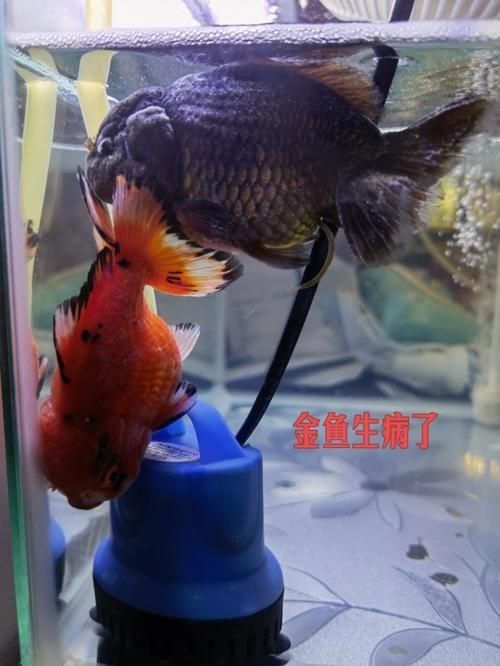 金魚爛尾巴潰爛圖片：金魚常見的“爛尾巴”病癥結合典型潰爛癥狀圖片展開解析
