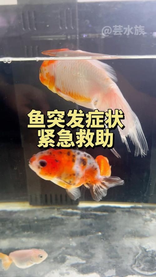 金魚爛尾巴潰爛圖片：金魚常見的“爛尾巴”病癥結合典型潰爛癥狀圖片展開解析
