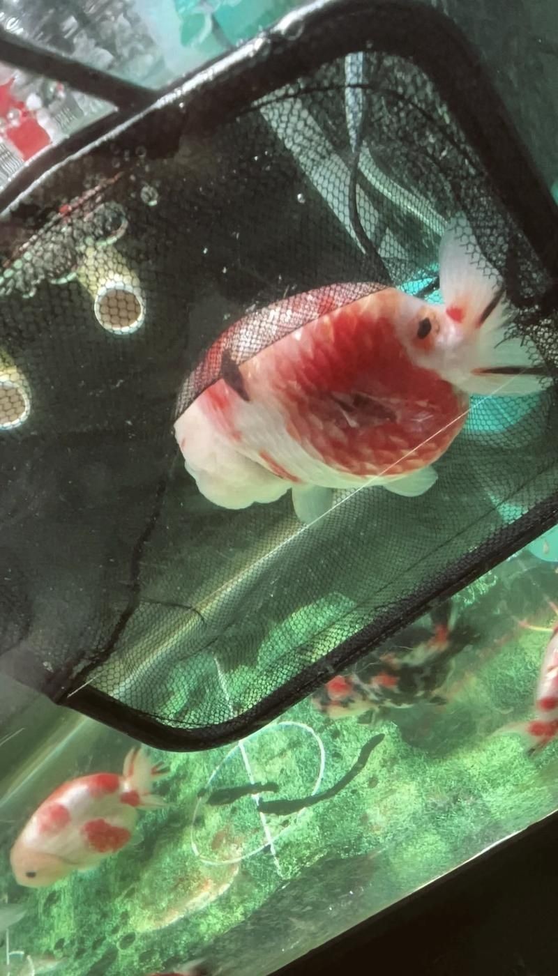 金魚爛尾巴潰爛圖片：金魚常見的“爛尾巴”病癥結合典型潰爛癥狀圖片展開解析