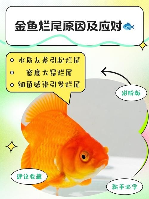 金魚爛尾巴潰爛圖片：金魚常見的“爛尾巴”病癥結合典型潰爛癥狀圖片展開解析