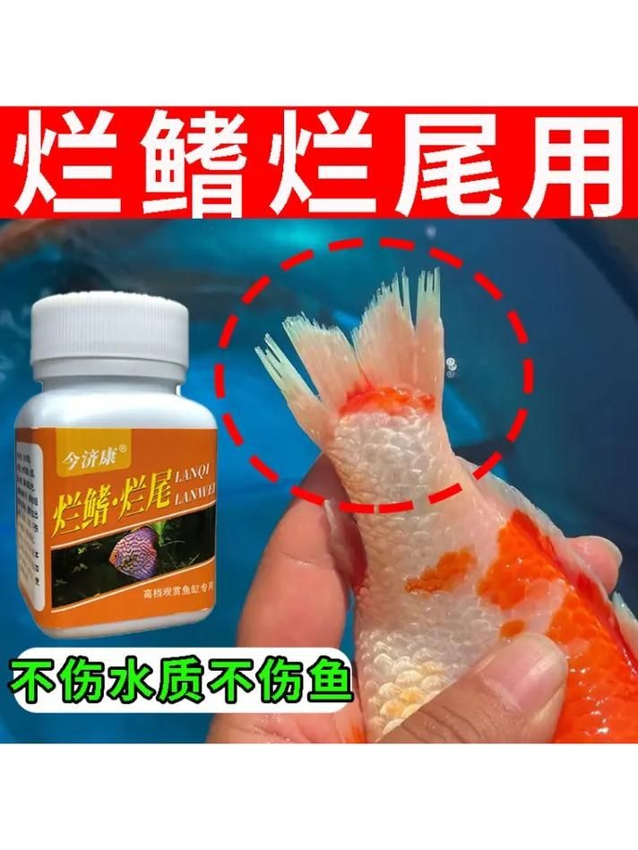 金魚爛尾巴潰爛圖片：金魚常見的“爛尾巴”病癥結合典型潰爛癥狀圖片展開解析