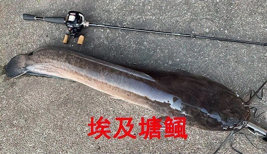 廣東埃及魚最出名的三個地方：廣東地區(qū)埃及塘鲺（俗稱埃及塘鲺（俗稱埃及塘鲺（俗稱埃及魚）
