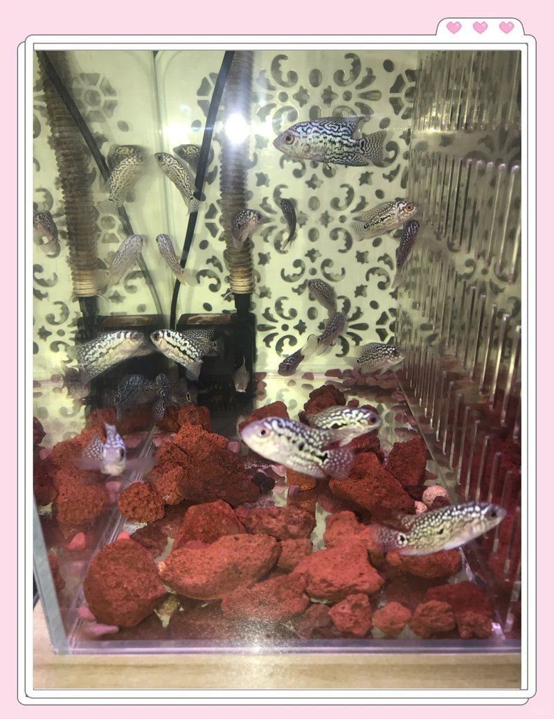 火鳳羅漢魚小苗：火鳳羅漢魚小苗培育全指南