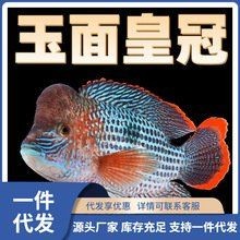 皇冠魚一般多少錢：皇冠魚價格一般多少錢？