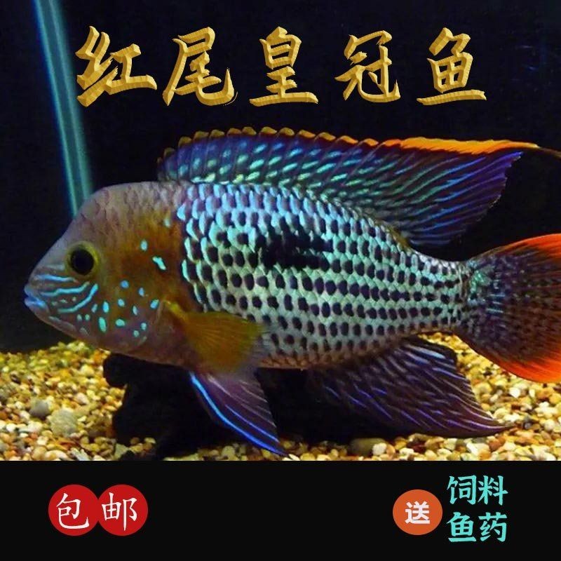 皇冠魚一般多少錢：皇冠魚價格一般多少錢？