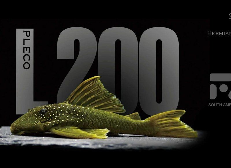 金鉆異形魚是什么品種：金鉆異形魚市場價格是多少金鉆異形魚的最佳飼養(yǎng)溫度是多少