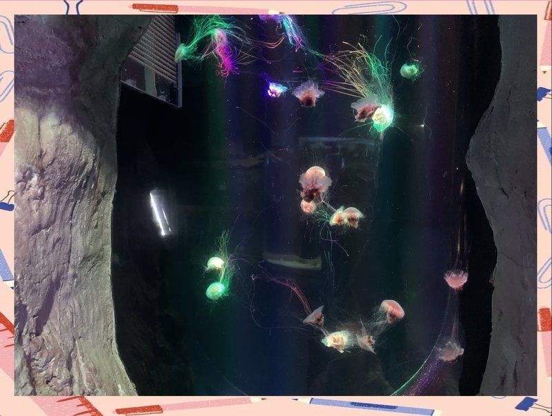 威海水族店：**《威海水族店：海洋世界的微型窗口》