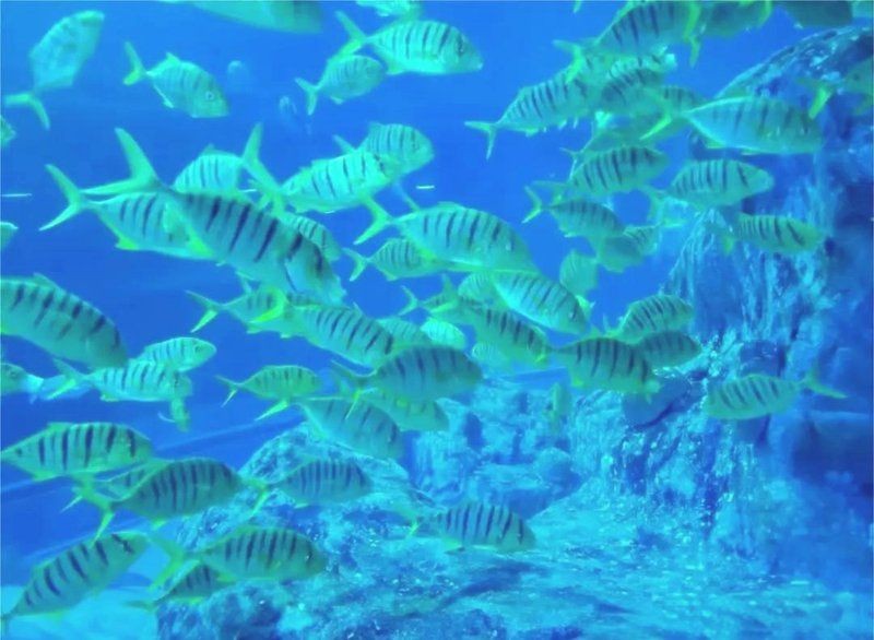 威海水族店：**《威海水族店：海洋世界的微型窗口》